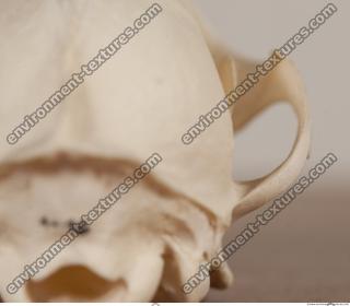 photo reference of skull 0031